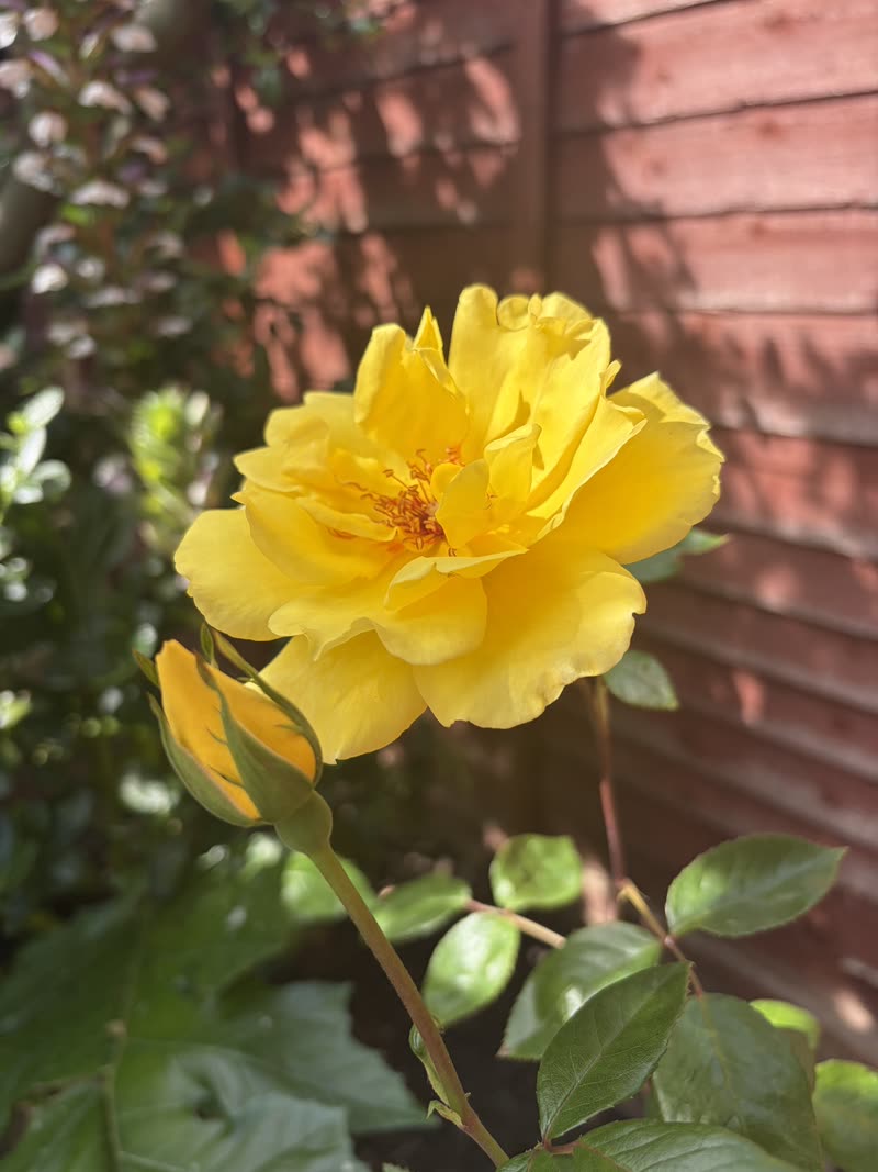 Yellow rose